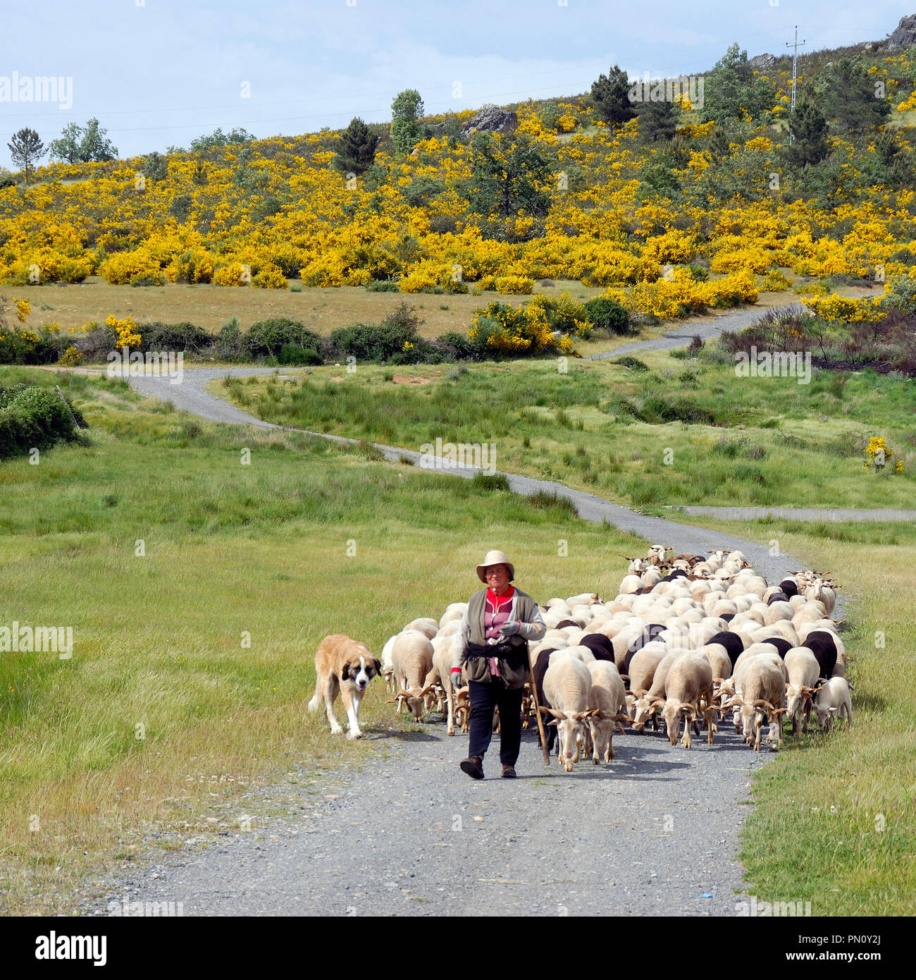 Eine Herde von Schafen, Azinhoso. Parque Natural do Douro Internacional, Trás-os-Montes. Portugal Stockfoto