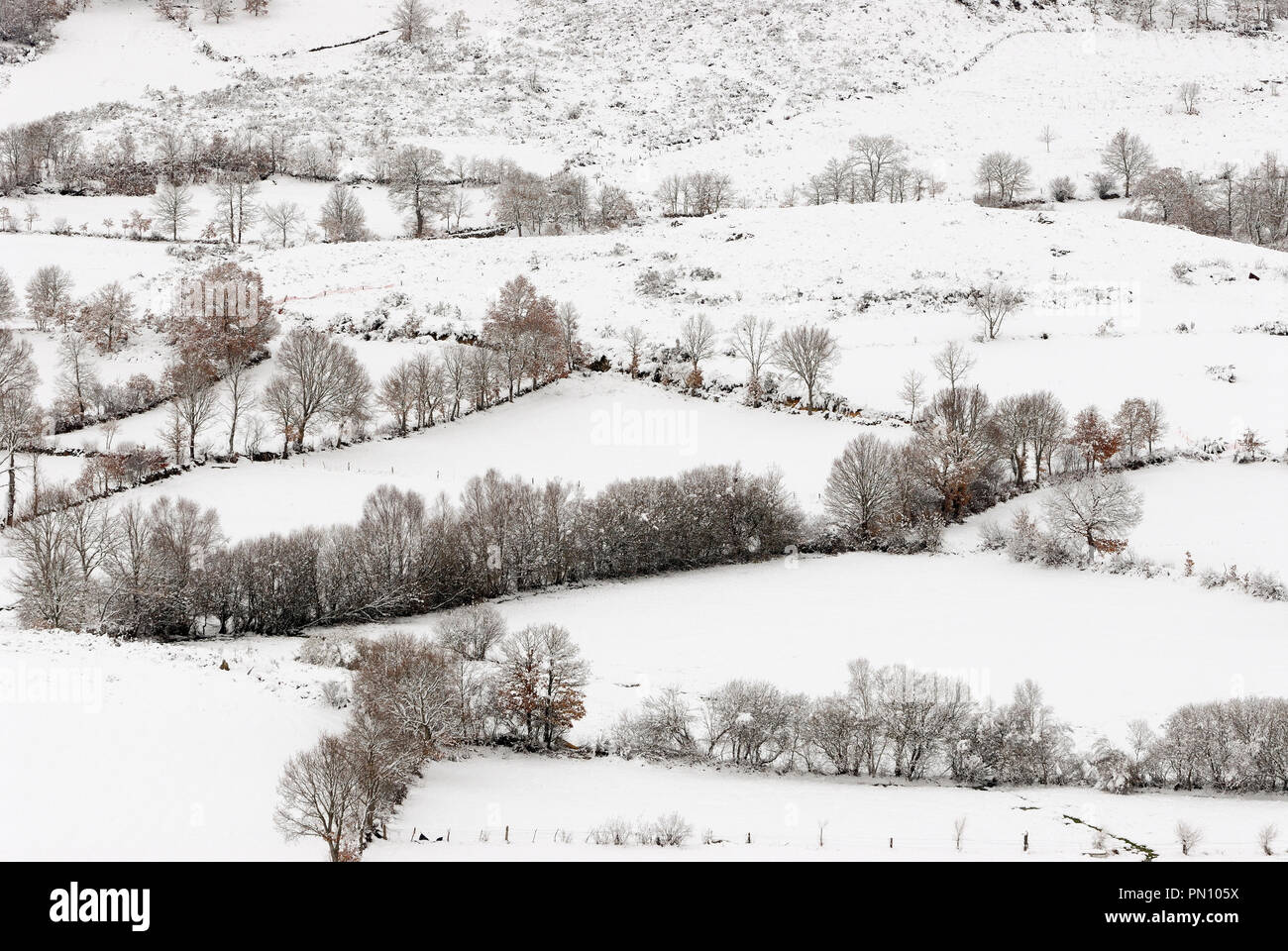 Bäume in einer verschneiten Tag, im Montalegre Region. Tras-os-Montes, Portugal Stockfoto