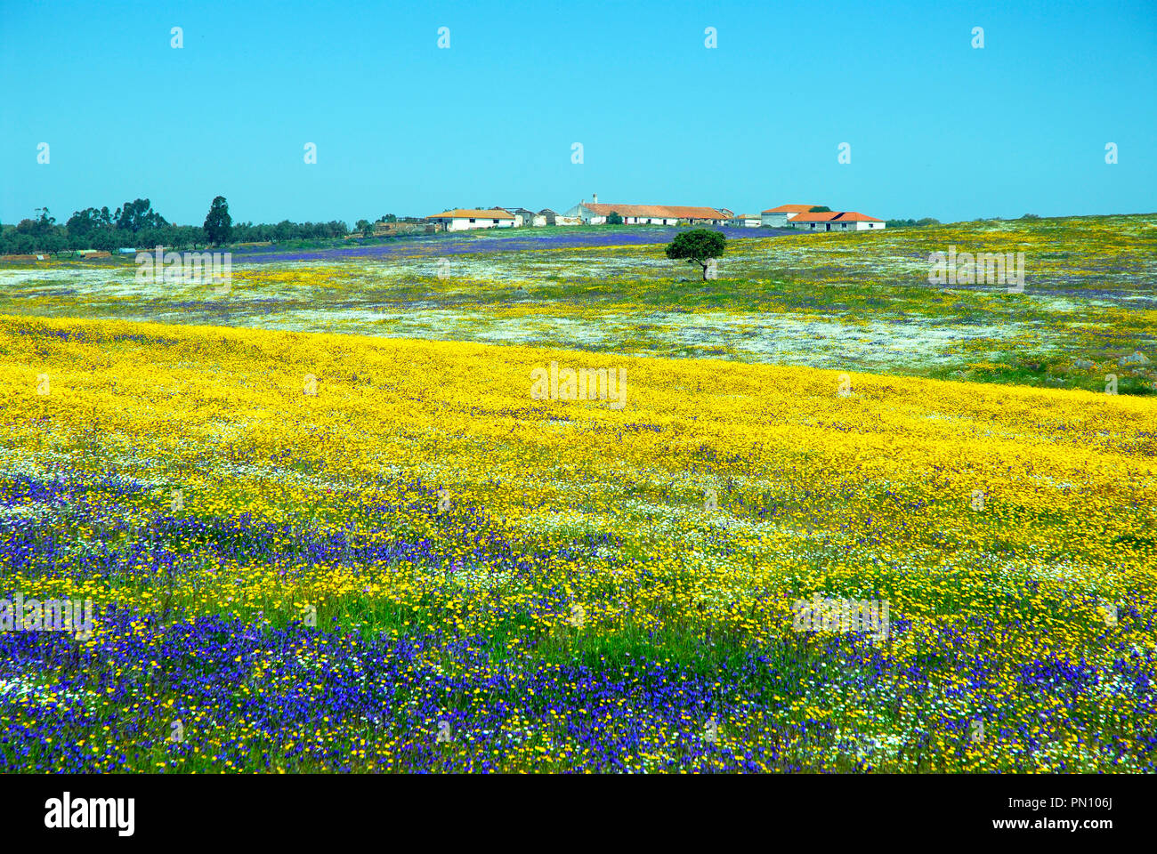 Frühling in Alentejo, Portugal Stockfoto