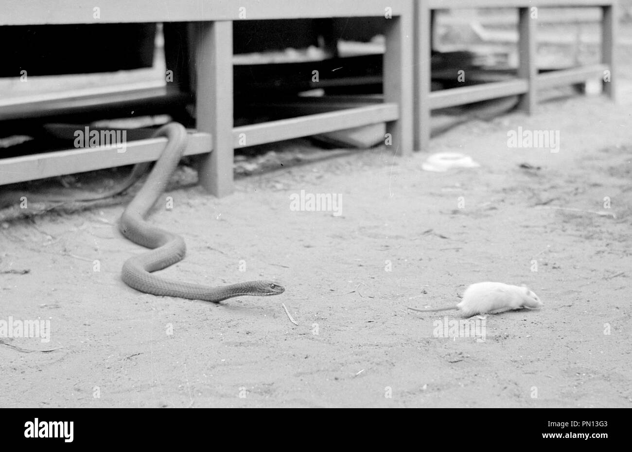 Montpelier Schlange essen eine weiße Ratte Stockfoto