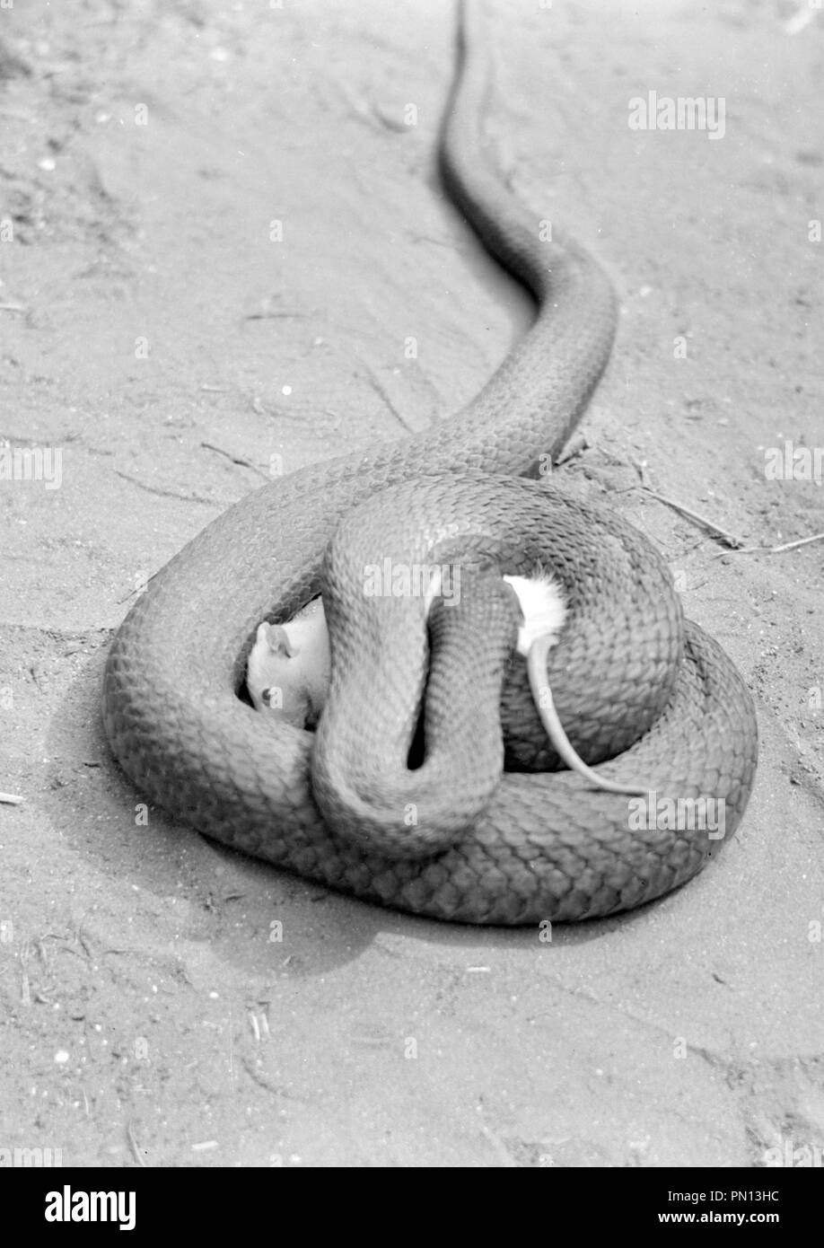Montpelier Schlange essen eine weiße Ratte Stockfoto