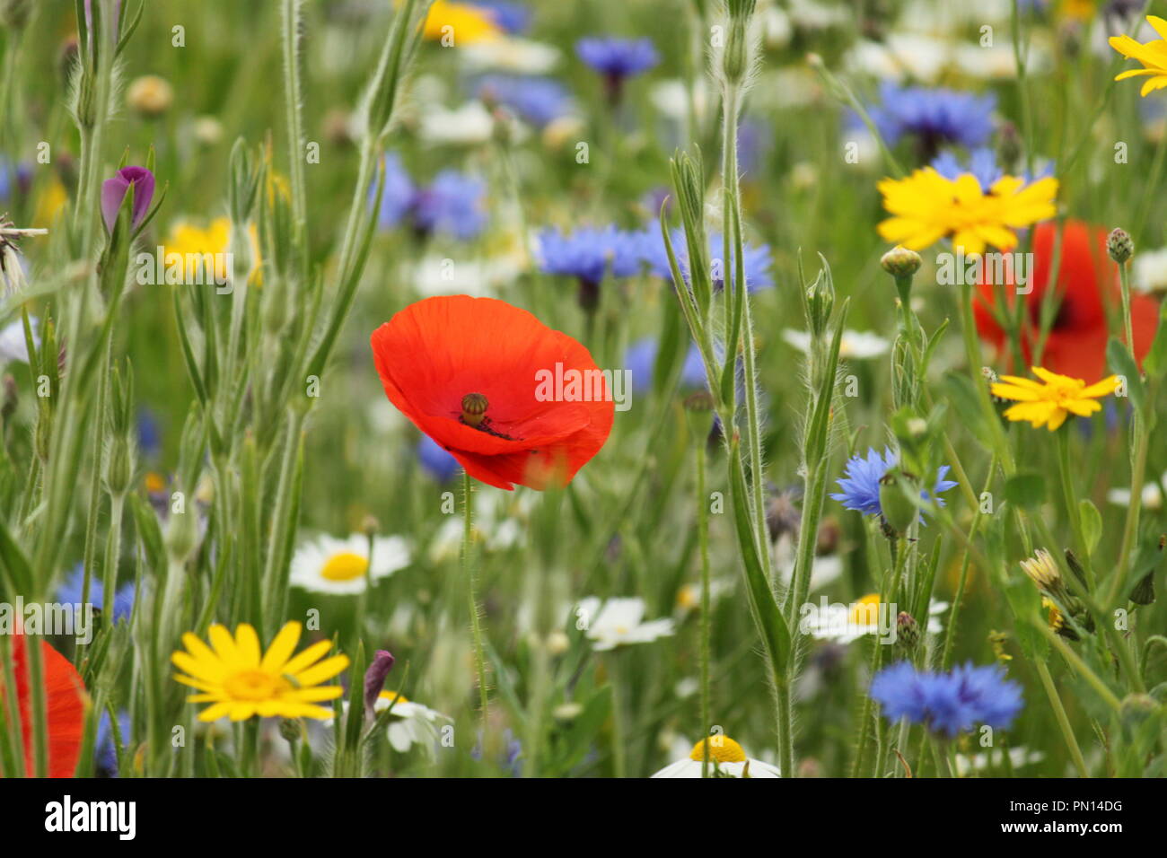 Mohn in einer Wiese mit Blumen an einem sonnigen Tag. Stockfoto