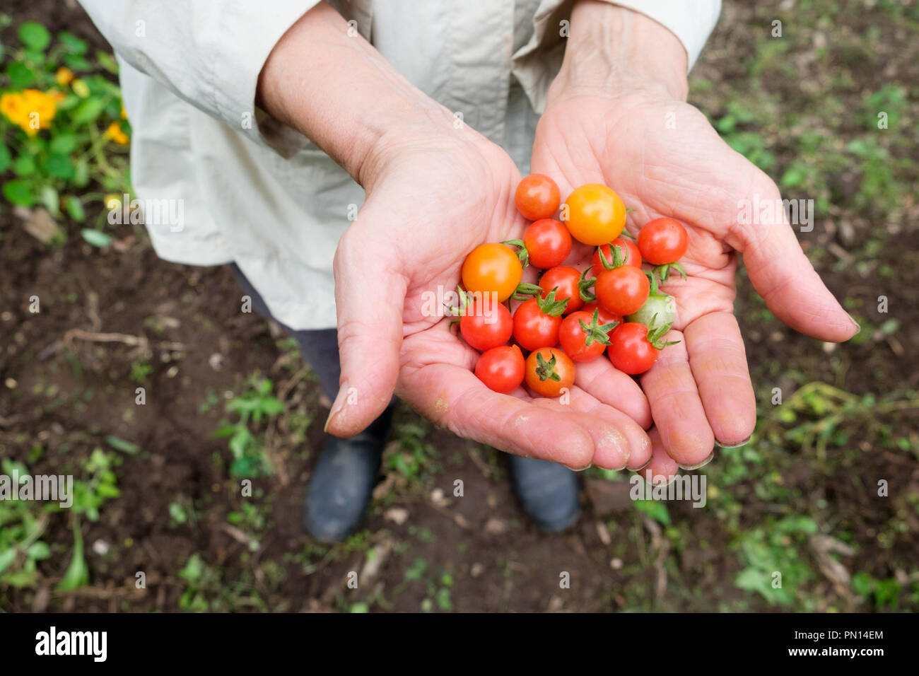 Eine weibliche Gärtner in den 70er Jahren 70 hält eine Handvoll sungold Tomaten und Matt's Wild Cherry Tomaten wuchs sie in ihrem Gemüsegarten. Stockfoto