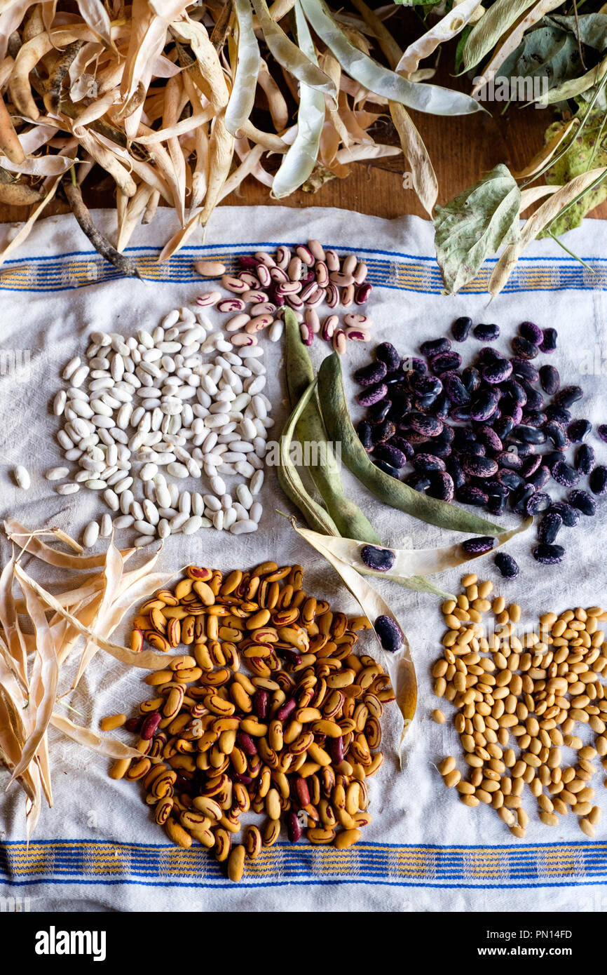 Gelbe indische frau bohne -Fotos und -Bildmaterial in hoher Auflösung ... Gelbe indische frau bohne -Fotos und -Bildmaterial in hoher Auflösung ...