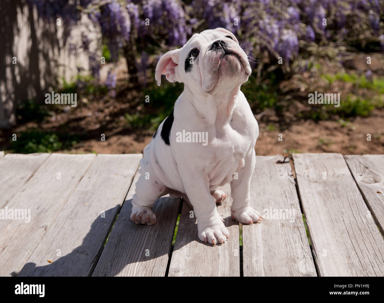 Schwarz & Weiß baby Bulldogge Welpe Hund an Deck sitzen, oben zu schauen. Er scheint zu behandeln. Stockfoto