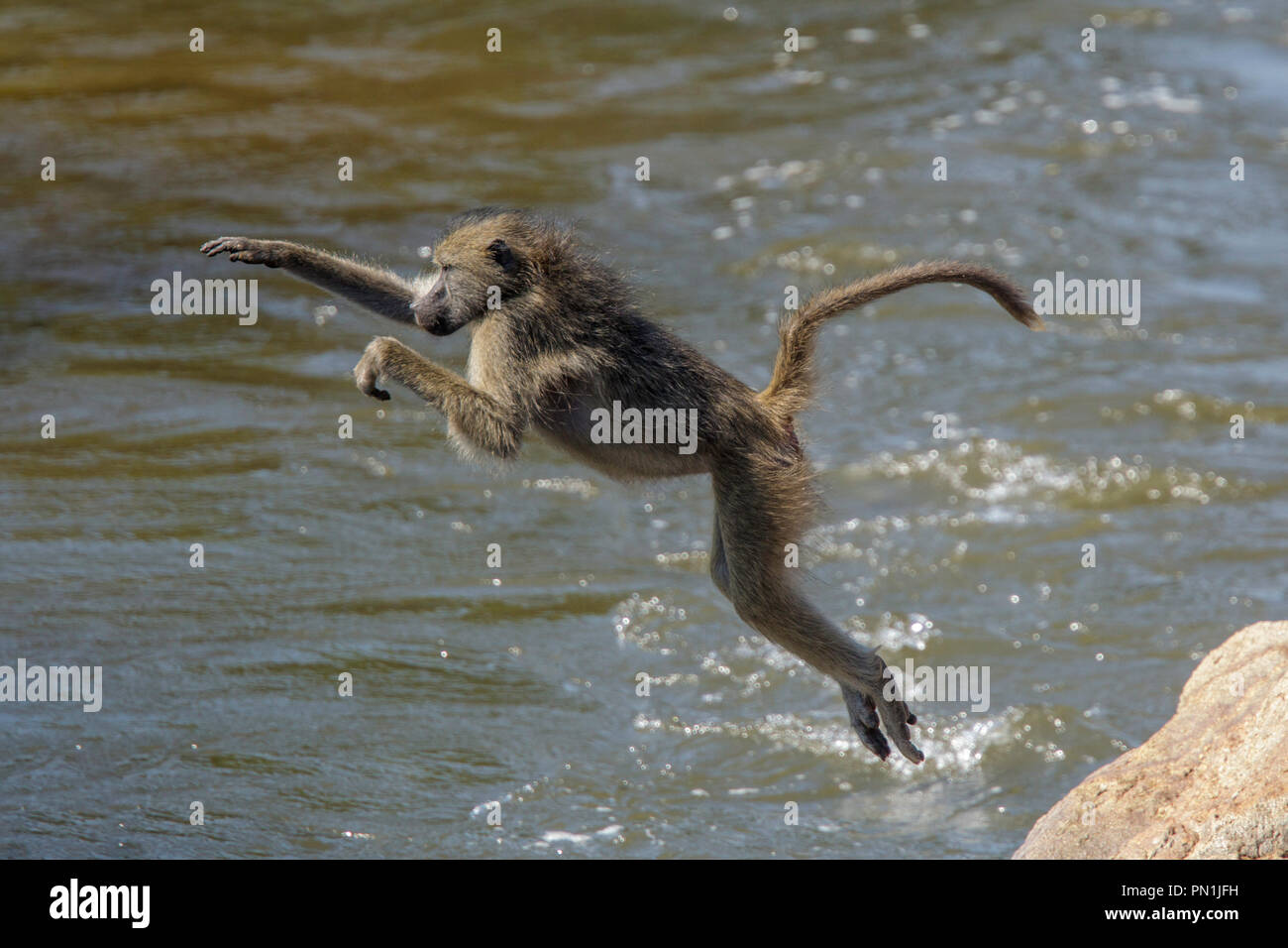 Pavian Papio ursinus Chacma Krüger National Park, Südafrika, 20. August 2018 nach Fußball oder Handball Stockfoto