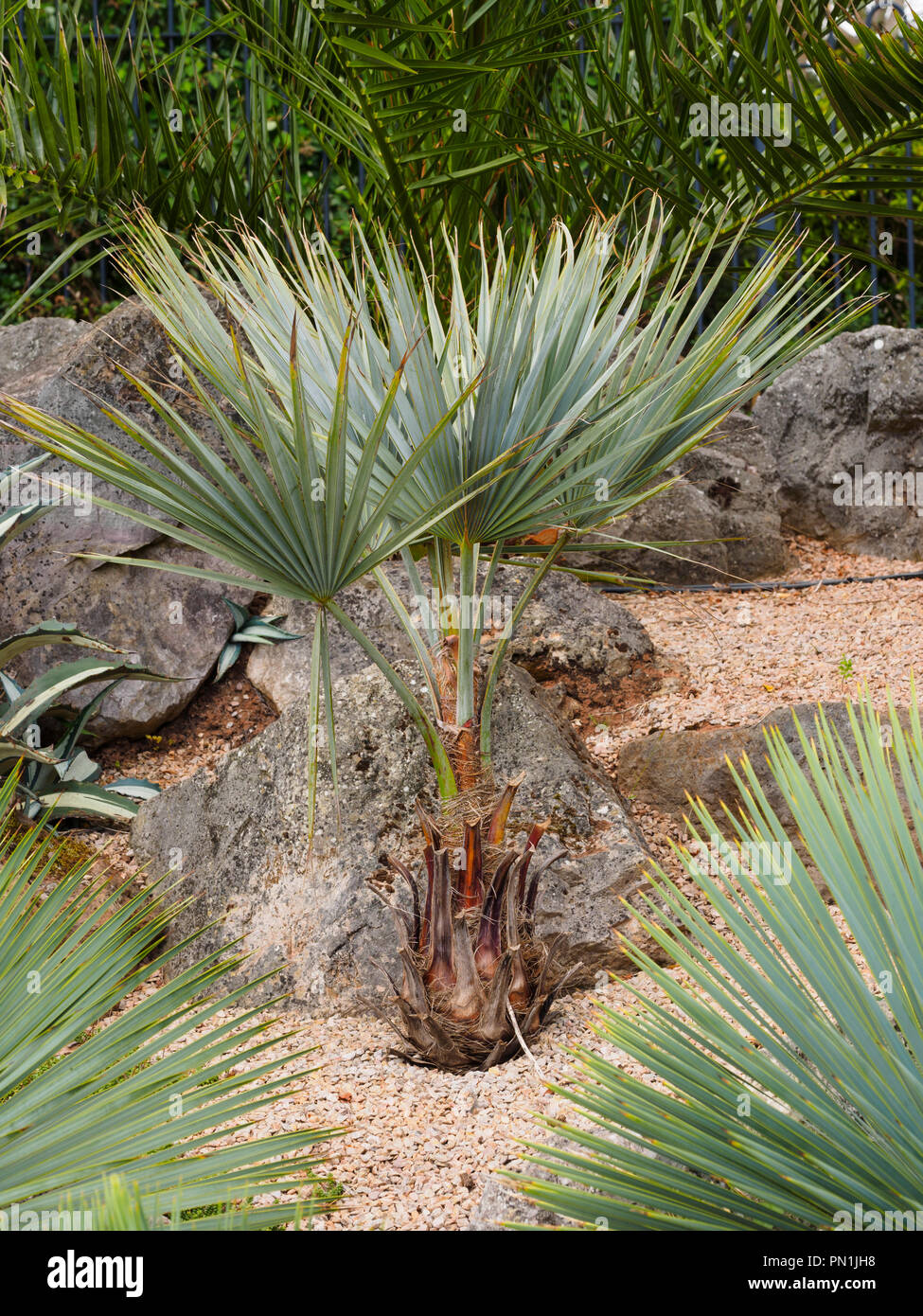 Junge Muster Der winterharte Silber fan Palm, Brahea armata, in Torquay, Devon, Großbritannien Stockfoto