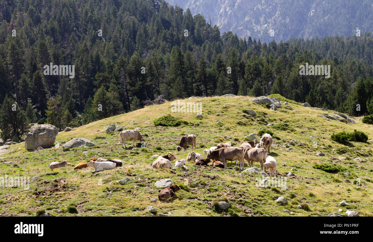 Verschiedene Kühe sitzen auf einem Hügel, umgeben von einem Wald. Stockfoto