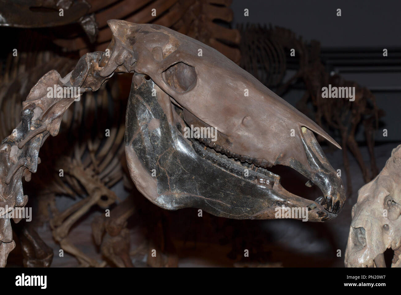 Fossile Schädel eines Eiszeit Pferd, Equus sp., 1,5 Millionen Jahre alt aus dem Pleistozän Stockfoto