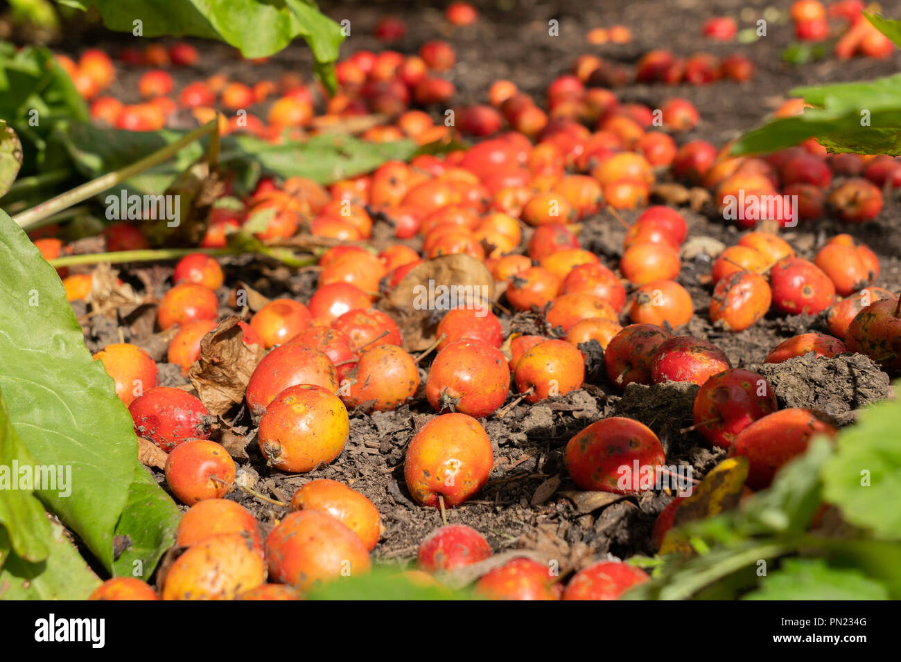 Glänzende rote und gelbe gefallene Krebsepfel. Stockfoto