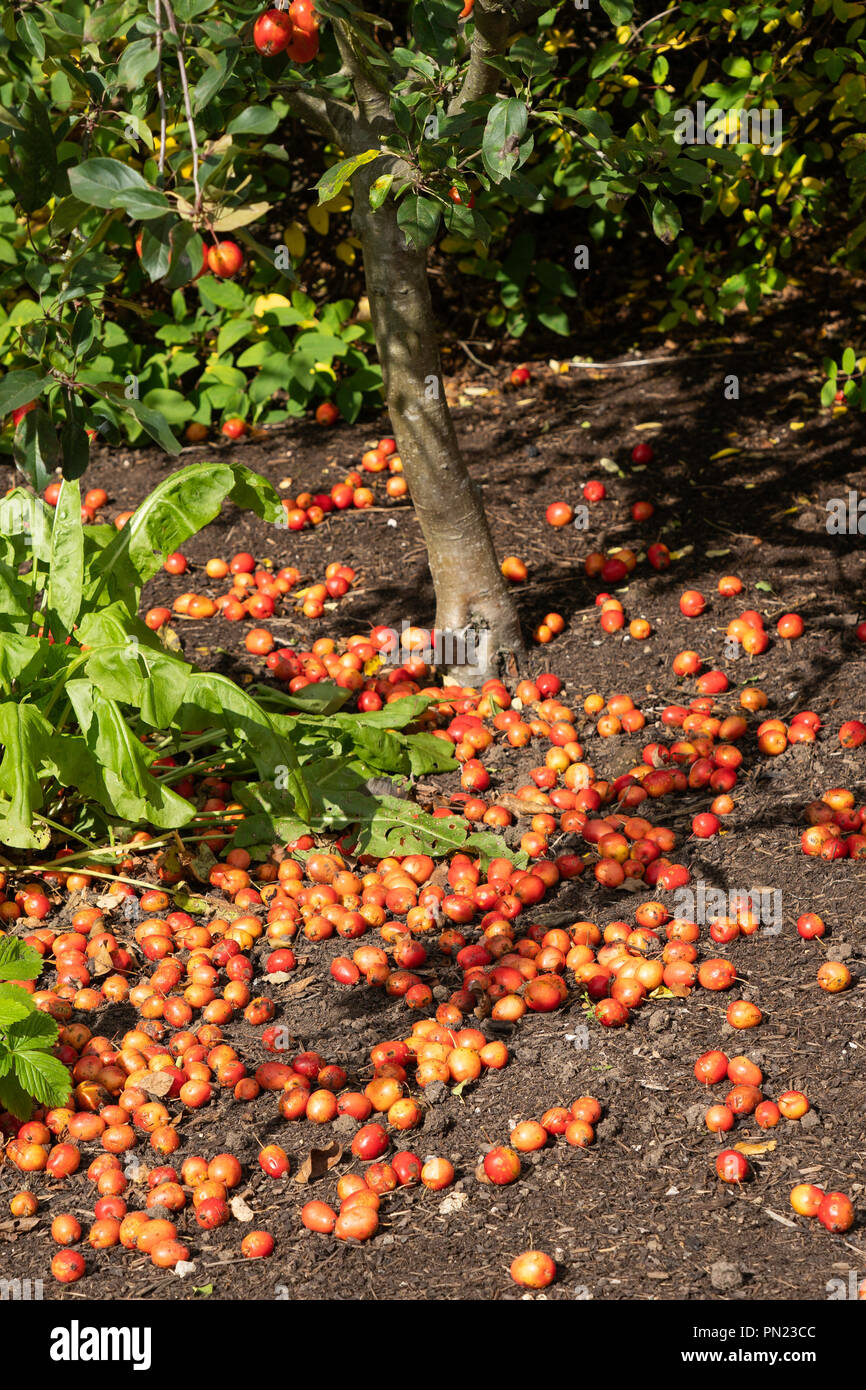 Gefallene Krebsepfel, die unter einem Baum verstreut sind. Stockfoto