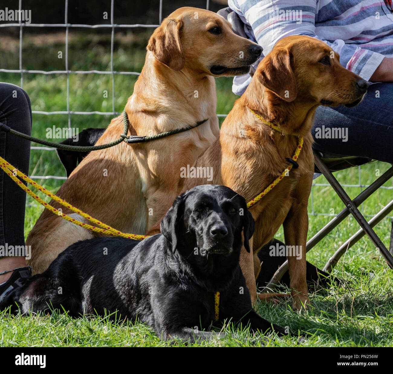 Aktivitäten im Chatsworth House, darunter arbeitende Schützen und Country-Shows und Ausstellungen Stockfoto