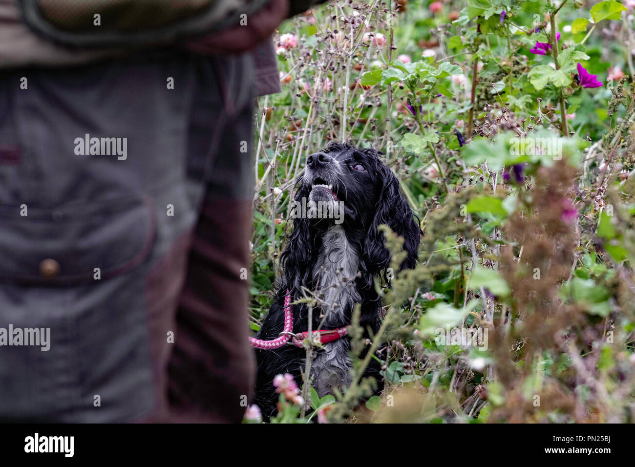 Arbeitende Springer und Cocker Spaniels, die auf einer Teststrecke in Rolleston gegeneinander antreten. Leinwand-Dummies werden abgerufen, sowohl sichtbare als auch blinde Abrufe Stockfoto