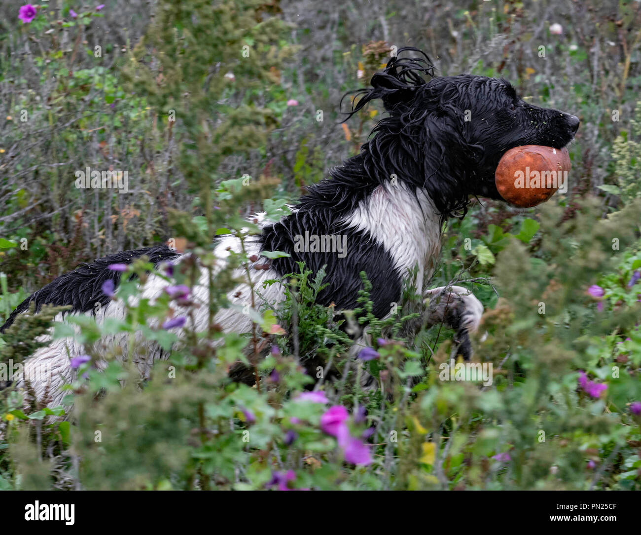 Arbeitende Springer und Cocker Spaniels, die auf einer Teststrecke in Rolleston gegeneinander antreten. Leinwand-Dummies werden abgerufen, sowohl sichtbare als auch blinde Abrufe Stockfoto