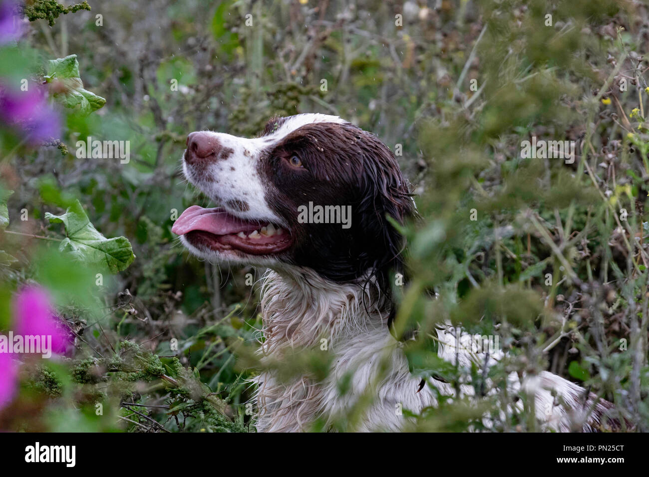 Arbeitende Springer und Cocker Spaniels, die auf einer Teststrecke in Rolleston gegeneinander antreten. Leinwand-Dummies werden abgerufen, sowohl sichtbare als auch blinde Abrufe Stockfoto