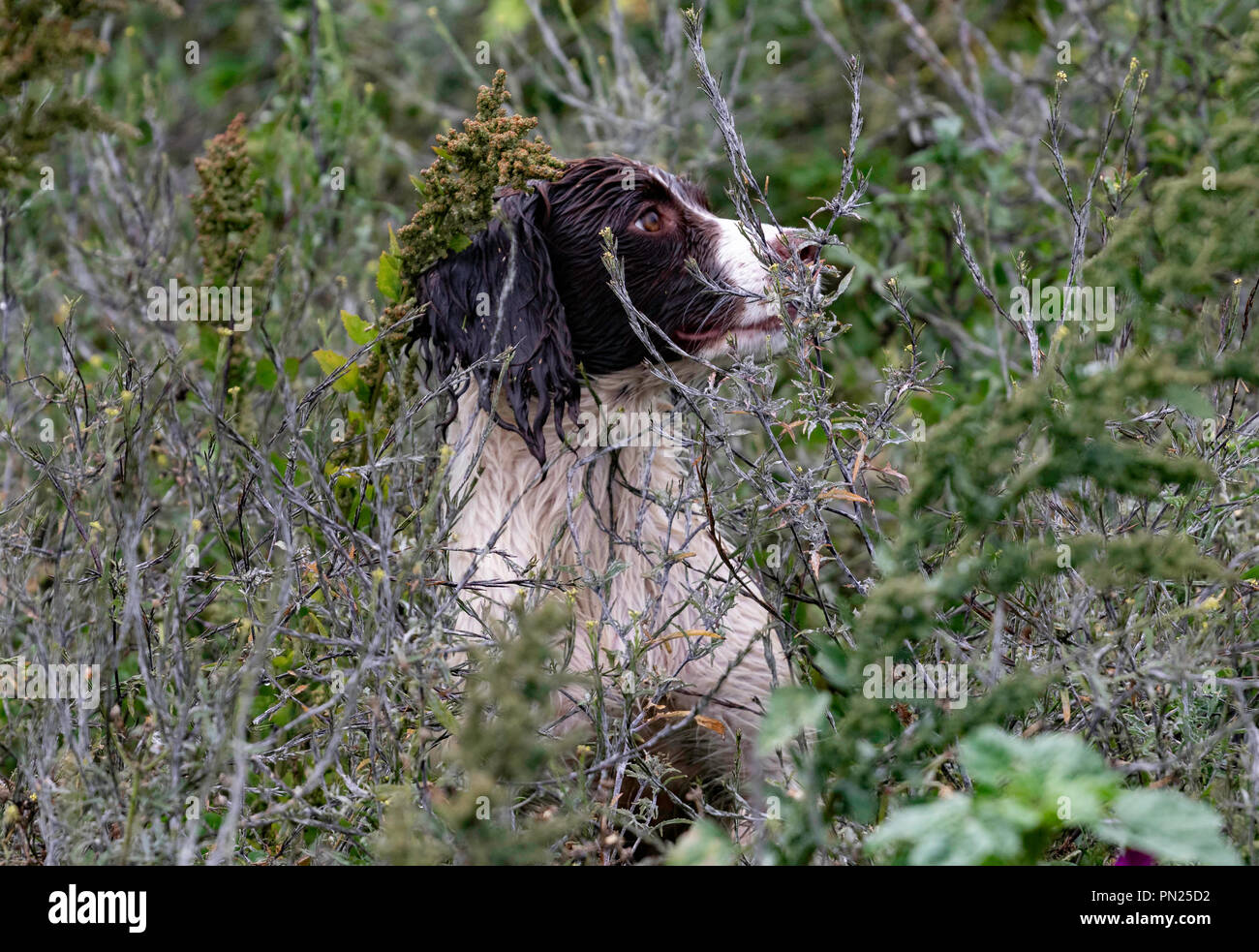 Arbeitende Springer und Cocker Spaniels, die auf einer Teststrecke in Rolleston gegeneinander antreten. Leinwand-Dummies werden abgerufen, sowohl sichtbare als auch blinde Abrufe Stockfoto