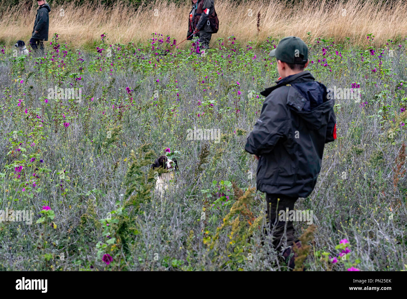 Arbeitende Springer und Cocker Spaniels, die auf einer Teststrecke in Rolleston gegeneinander antreten. Leinwand-Dummies werden abgerufen, sowohl sichtbare als auch blinde Abrufe Stockfoto