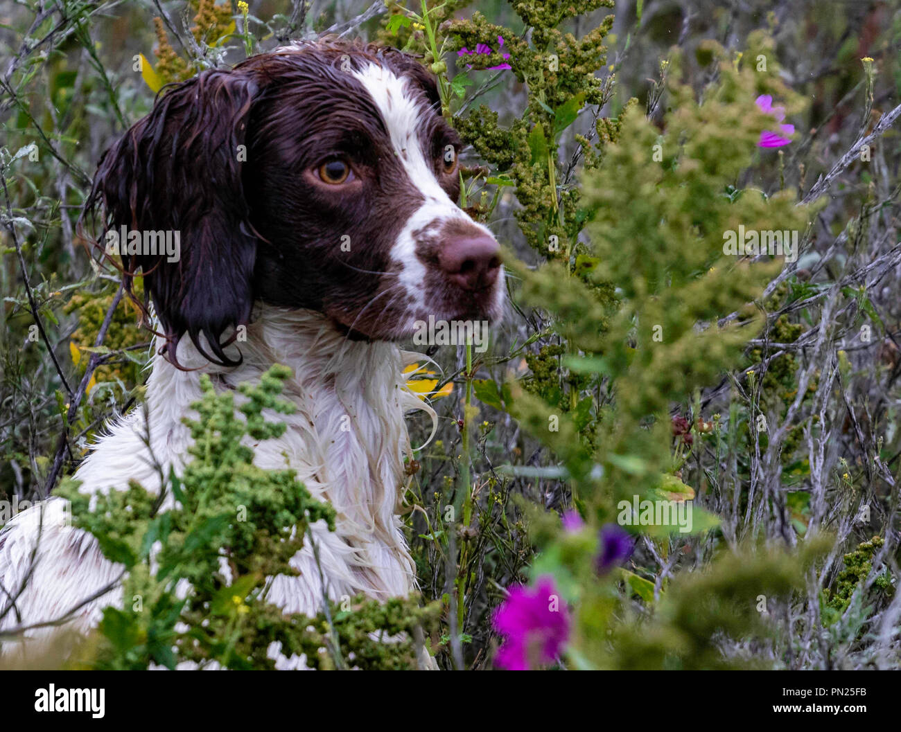 Arbeitende Springer und Cocker Spaniels, die auf einer Teststrecke in Rolleston gegeneinander antreten. Leinwand-Dummies werden abgerufen, sowohl sichtbare als auch blinde Abrufe Stockfoto