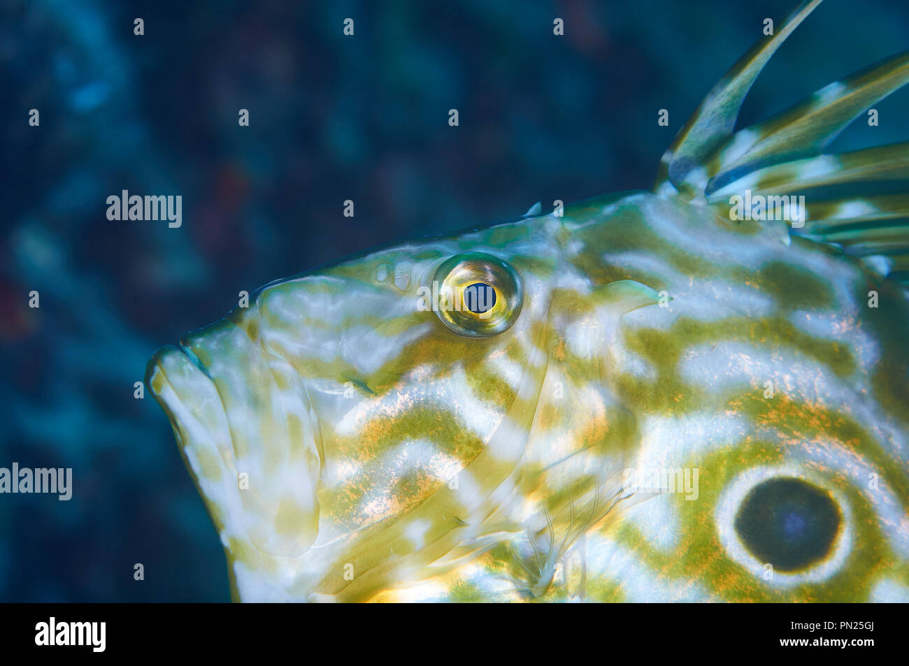 Nahaufnahme eines Fischs von John Dory (Zeus faber) im Mittelmeer (Naturpark Ses Salines, Formentera, Balearen, Spanien) Stockfoto