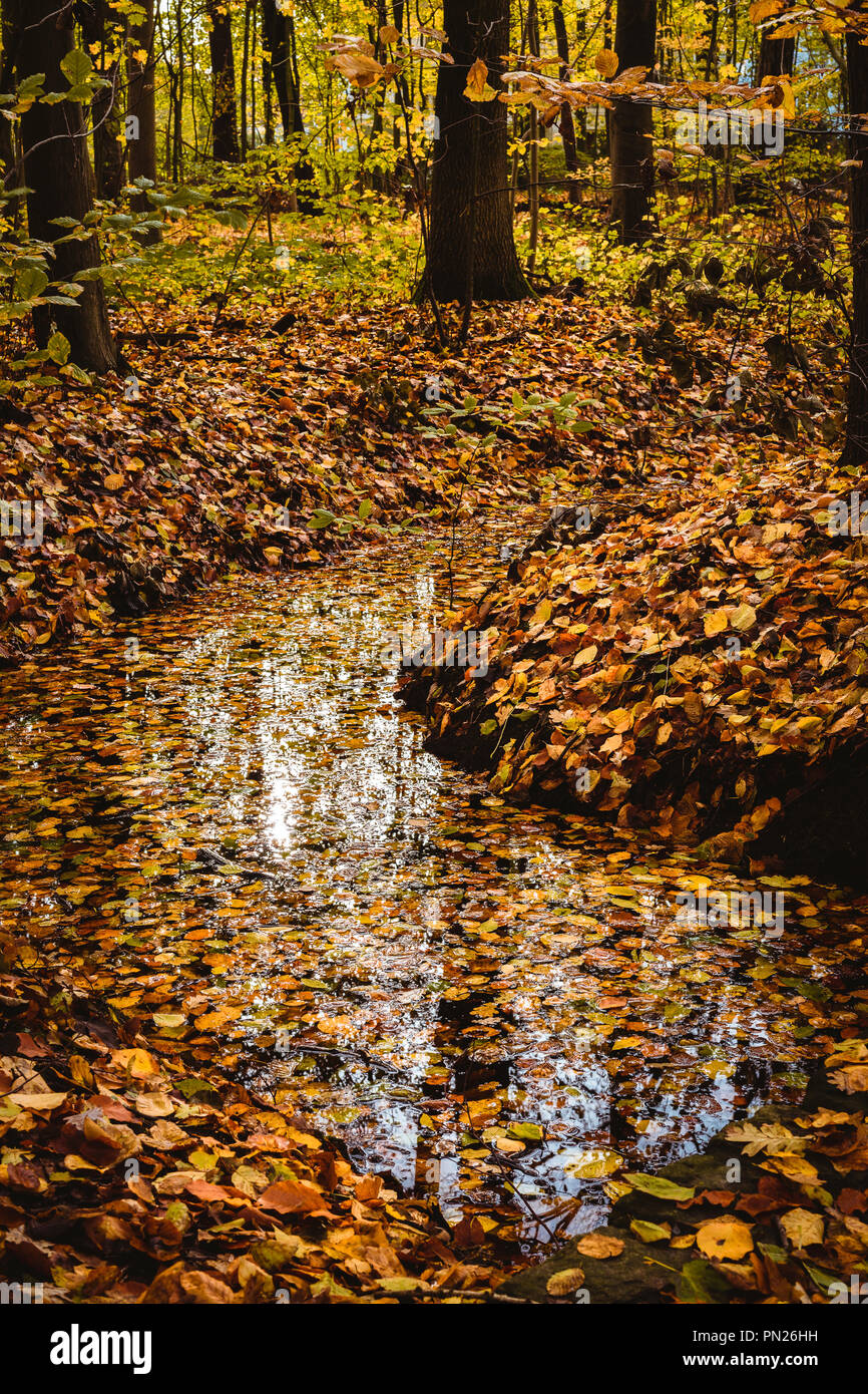 Schöne bunte Landschaft mit einem Bach und Wald im Herbst Farben. Spätherbst Stockfoto