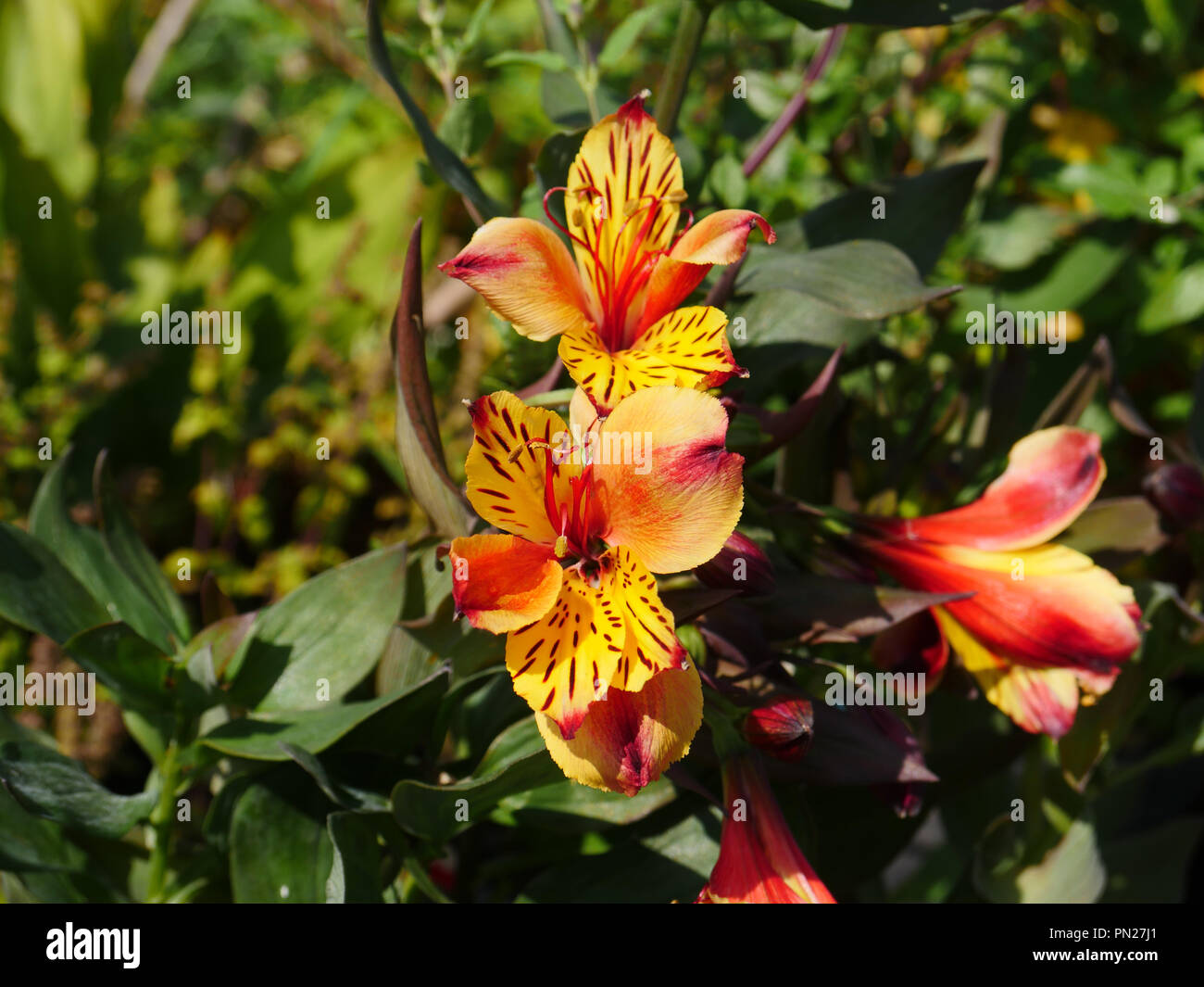 Alstroemeria Indian Summer Stockfoto