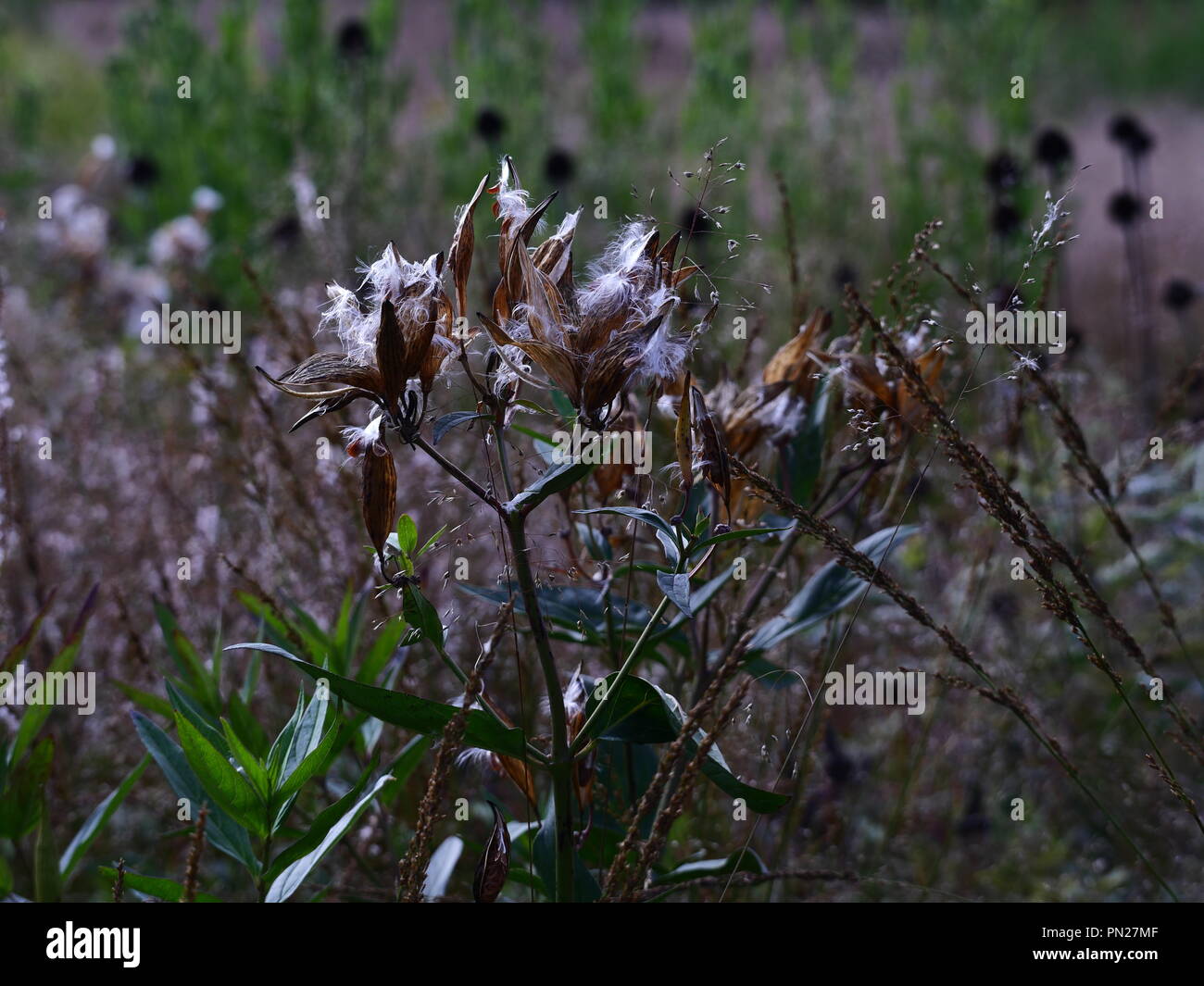 Asclepias fleischgewordenen Milkweed Samen bereit für die Verbreitung durch Wind Stockfoto