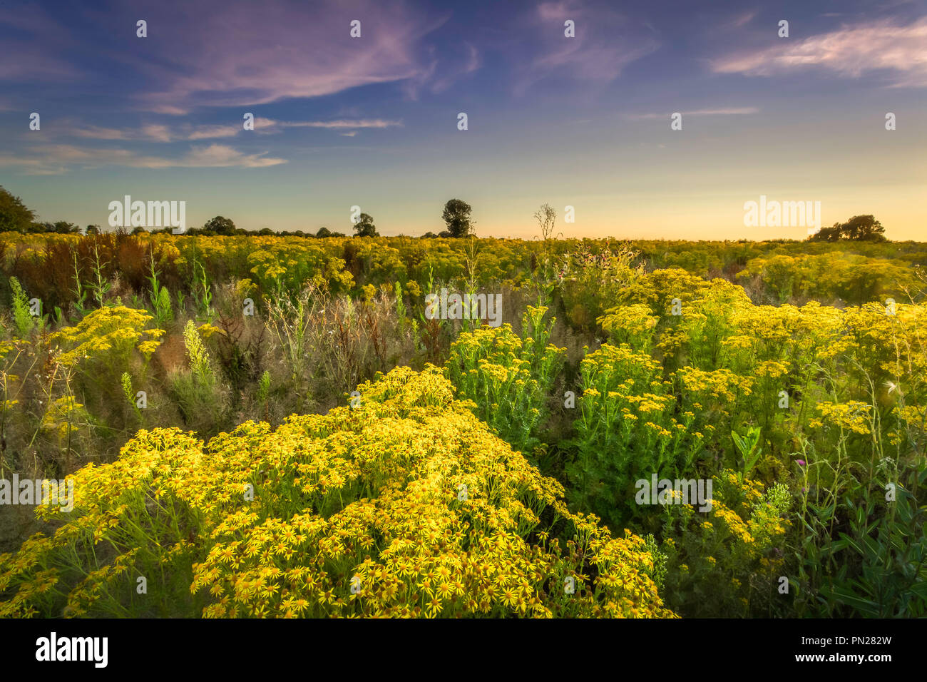 Ein Feld von Ragwort und andere Unkräuter. Stockfoto