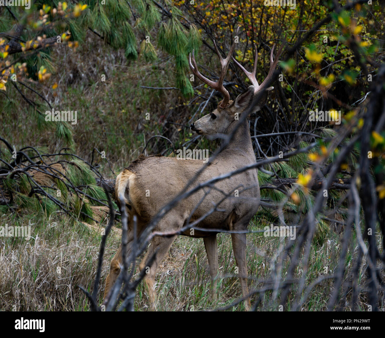 9 Punkt Mule Deer Bock, die nicht von mir in die am wenigsten Angst hatte. Stockfoto