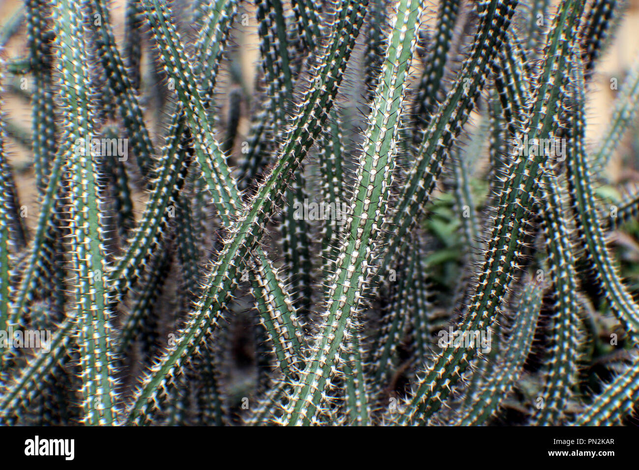 Nahaufnahme des Layouts "Cactus Stockfoto