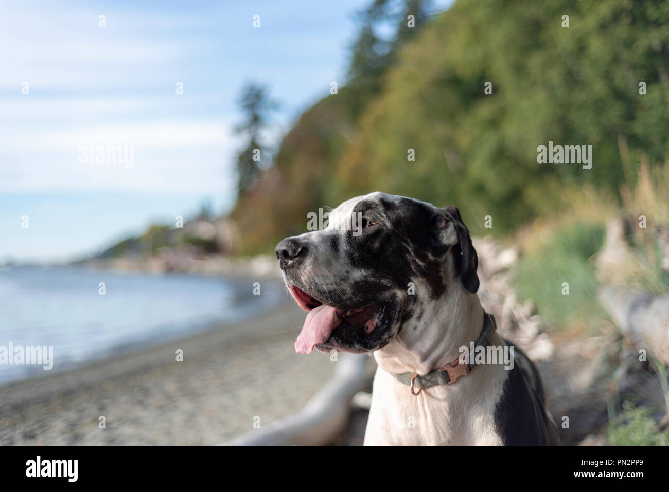 Harlekin Deutsche Dogge Stockfotos Und Bilder Kaufen Alamy