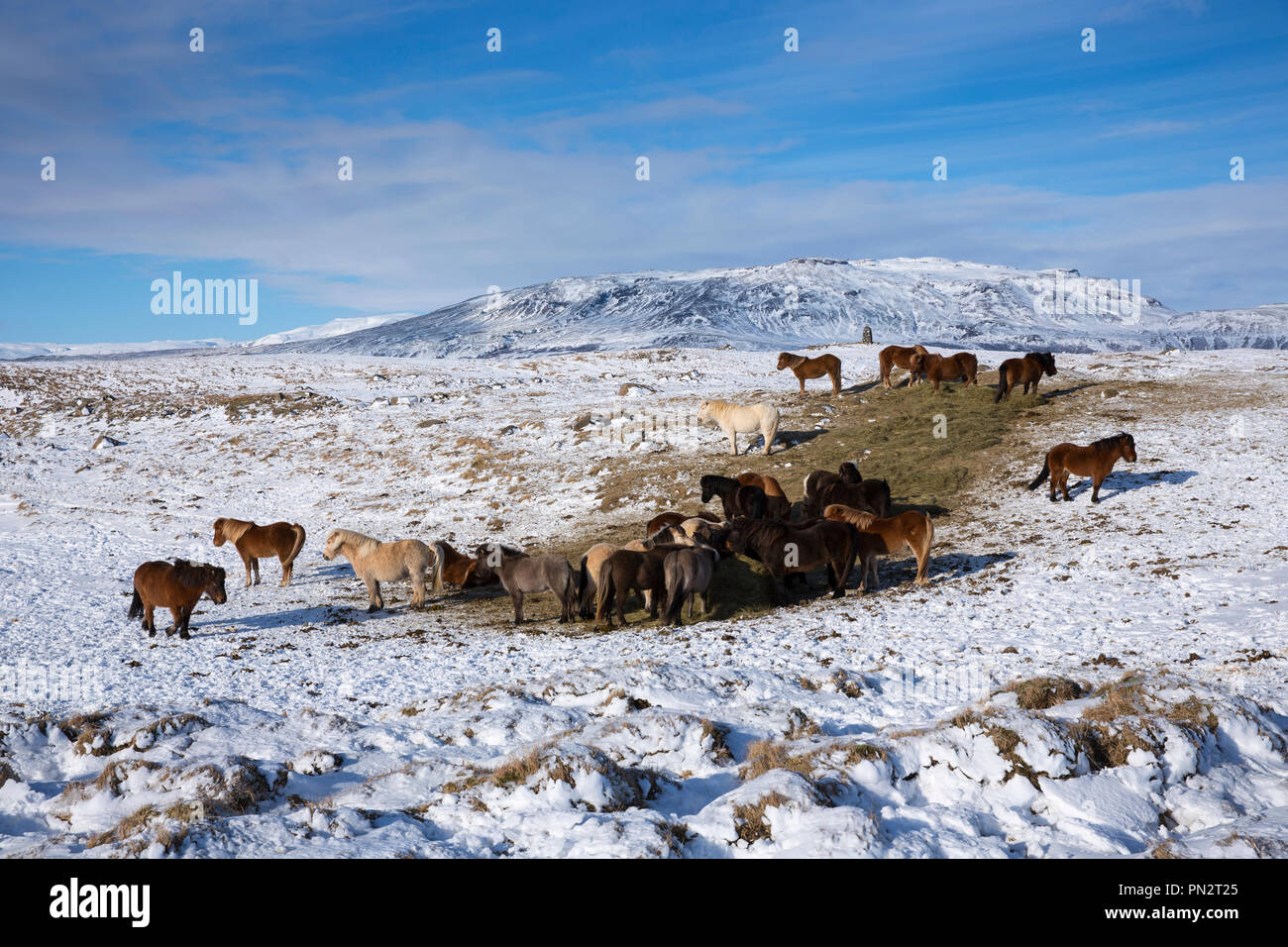 Herde Islandponys in eiszeitliche Landschaft von South Island mit Uthlioarhraun Berge hinter Stockfoto