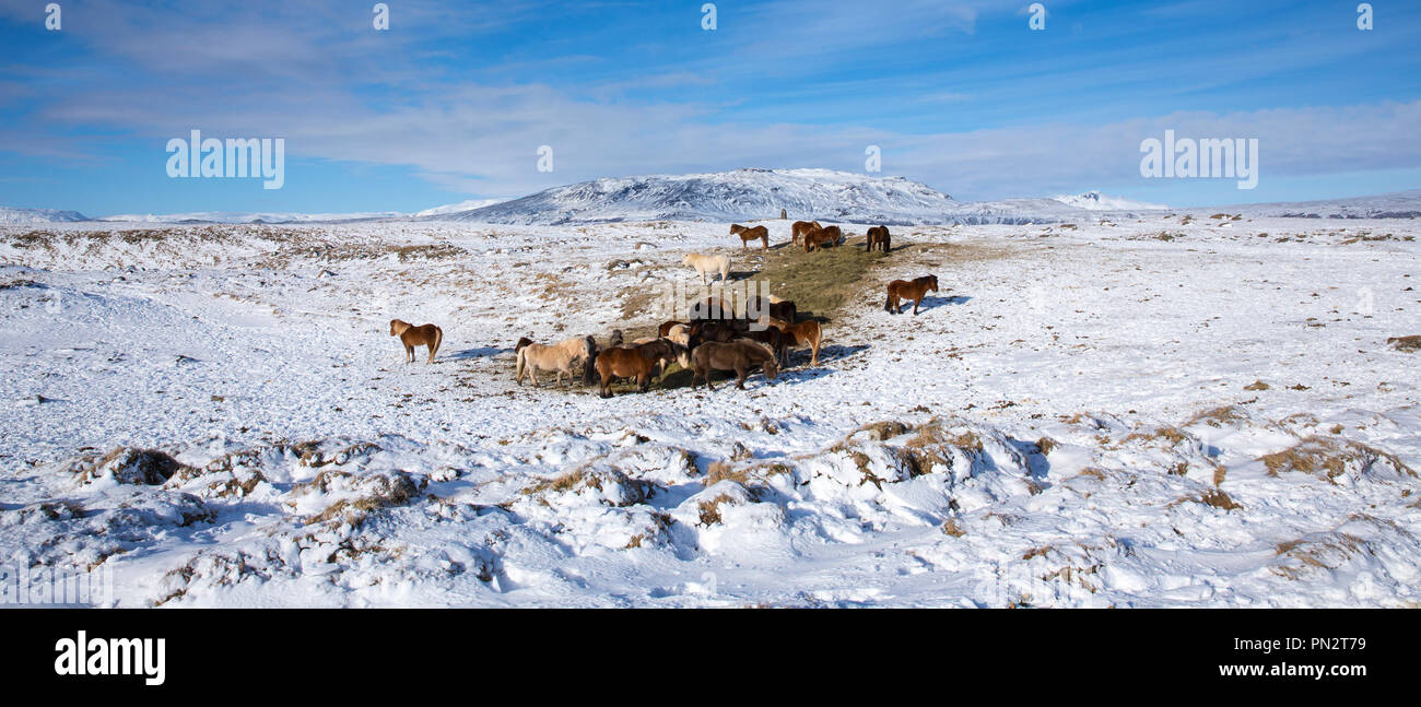 Herde Islandponys in eiszeitliche Landschaft von South Island mit Uthlioarhraun Berge hinter Stockfoto