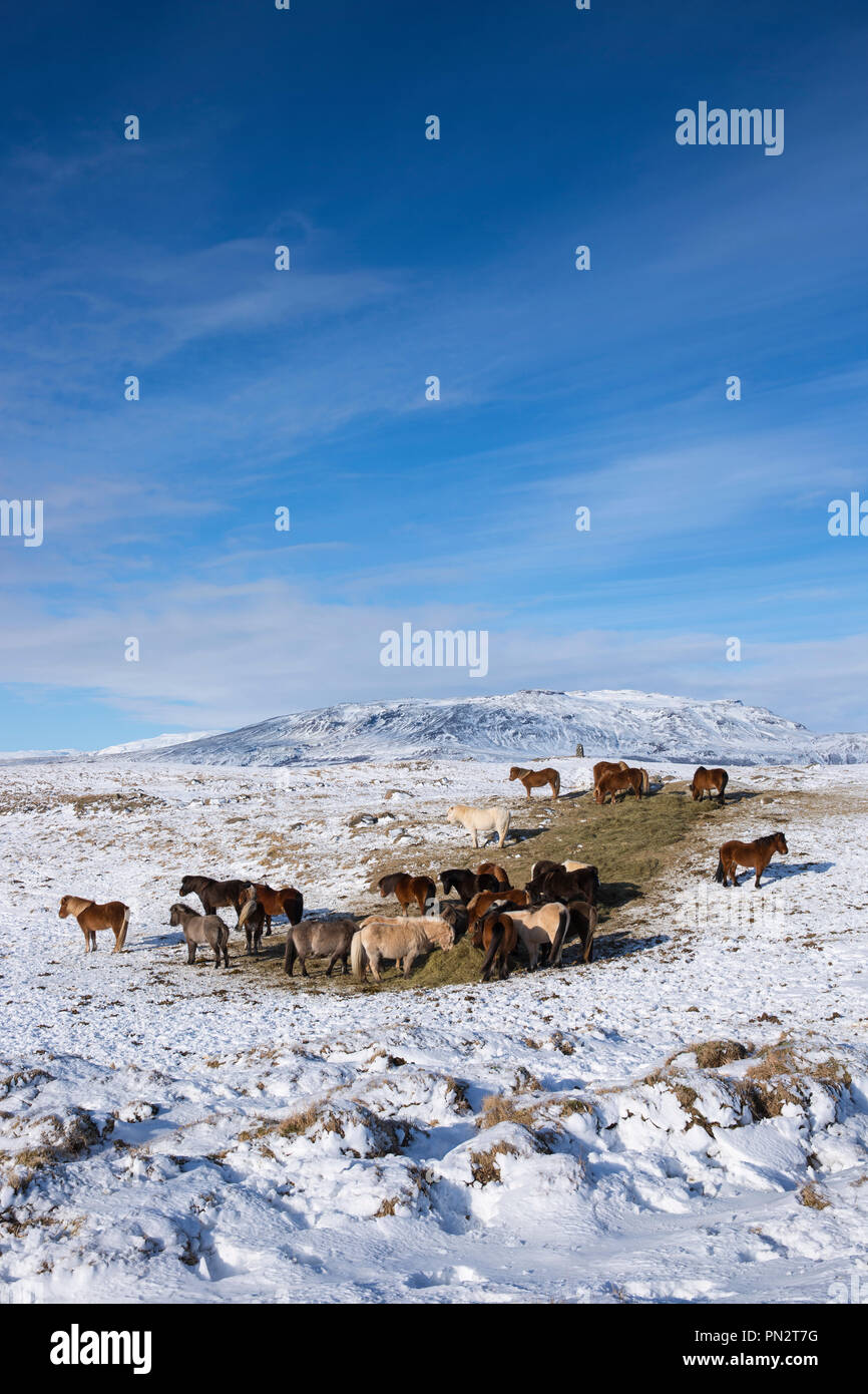 Herde Islandponys in eiszeitliche Landschaft von South Island mit Uthlioarhraun Berge hinter Stockfoto