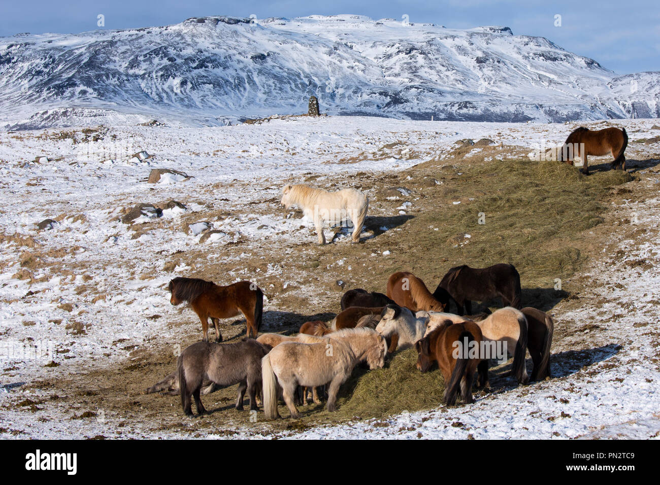 Herde Islandponys Beweidung in eiszeitliche Landschaft von South Island mit Uthlioarhraun Berge hinter Stockfoto