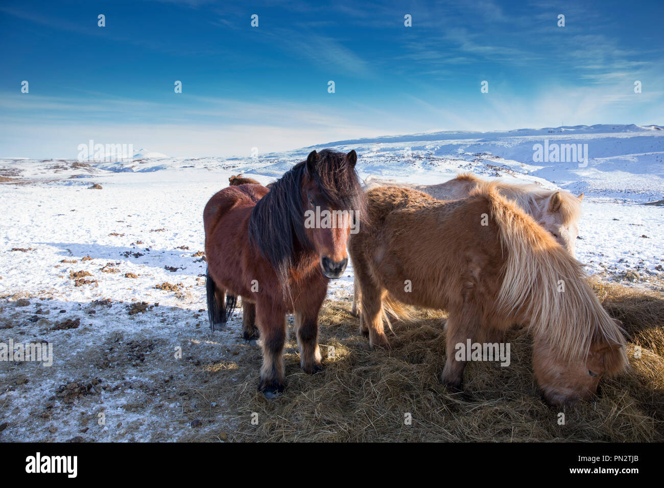 Herde Islandponys Beweidung in eiszeitliche Landschaft von South Island mit Uthlioarhraun Berge hinter Stockfoto