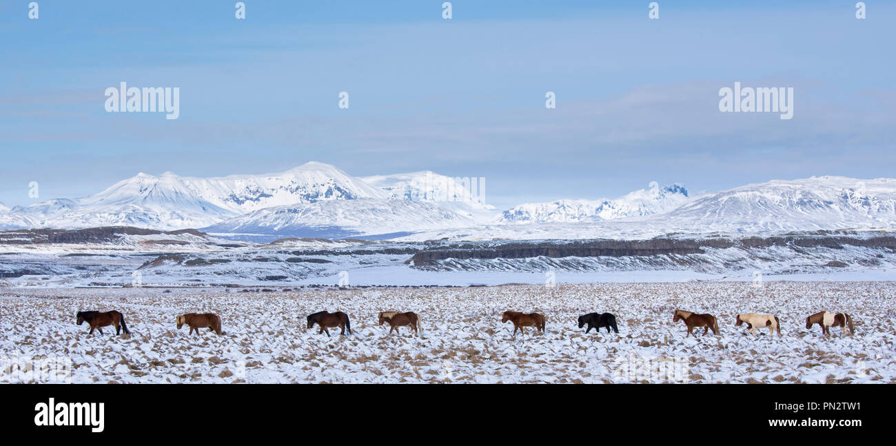 Herde Islandponys in eiszeitliche Landschaft von South Island wandern in einer Linie bis nach der Führer Stockfoto