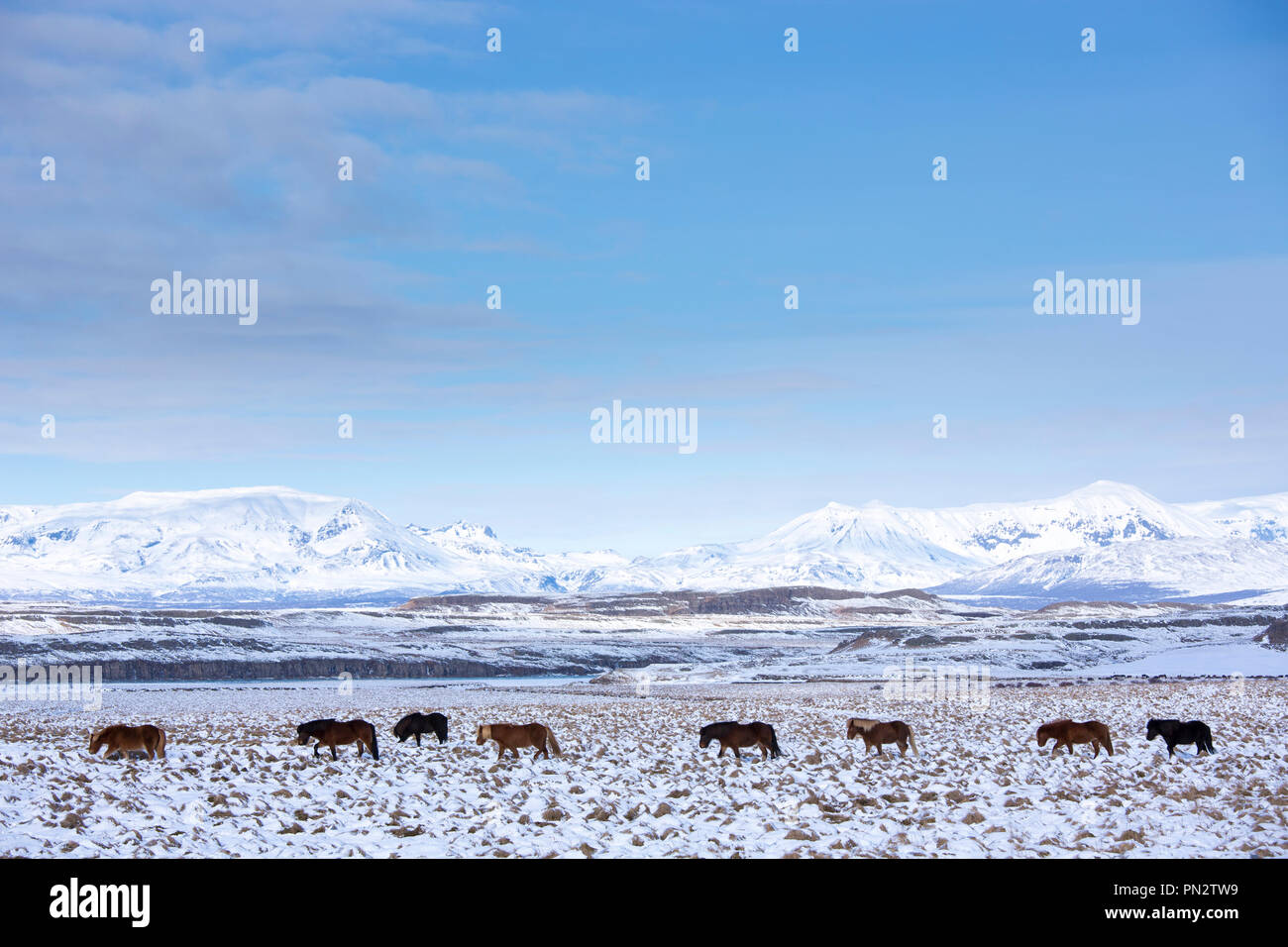 Herde Islandponys in eiszeitliche Landschaft von South Island wandern in einer Linie bis nach der Führer Stockfoto