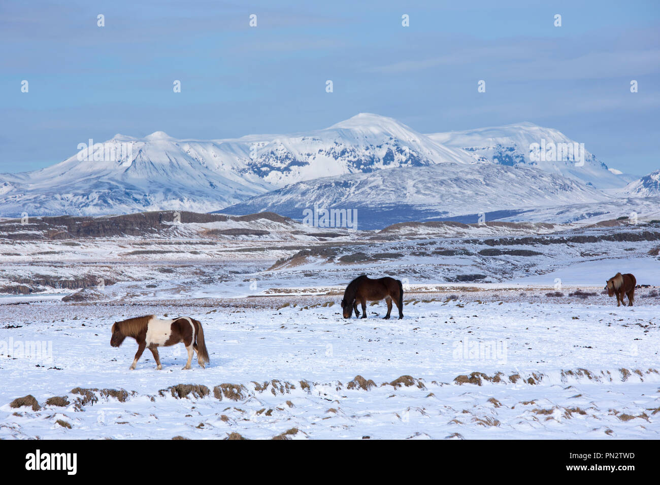 Herde Islandponys Beweidung in eiszeitliche Landschaft von South Island Stockfoto