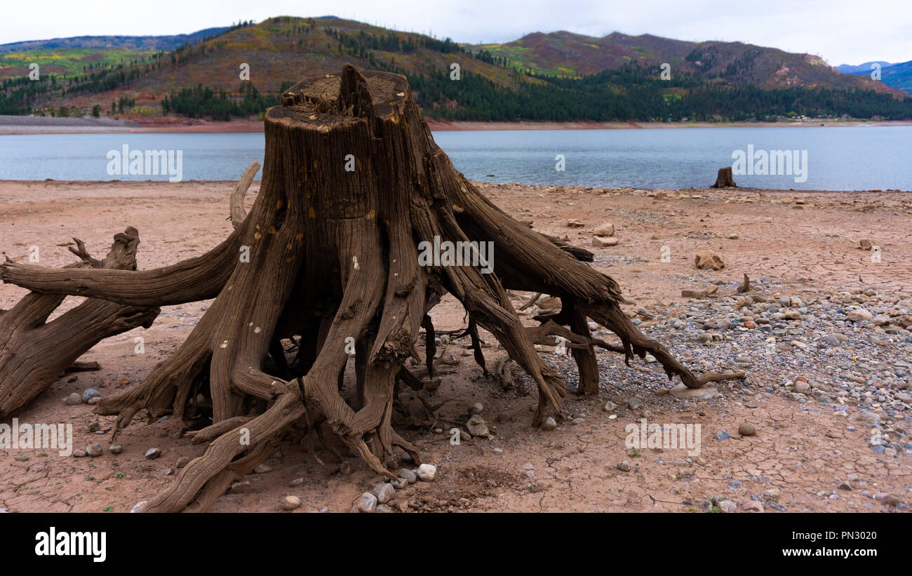 Die Kante der See von Vallecito im südlichen Colorado sitzt Baumwurzeln, die einst im Wasser bedeckt wurden und als künstliche Struktur für Fische verwendet. Stockfoto