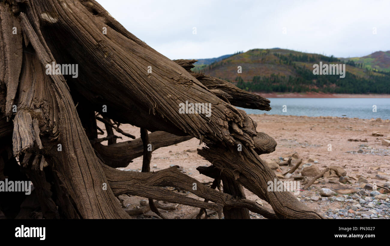 Die Kante der See von Vallecito im südlichen Colorado sitzt Baumwurzeln, die einst im Wasser bedeckt wurden und als künstliche Struktur für Fische verwendet. Stockfoto