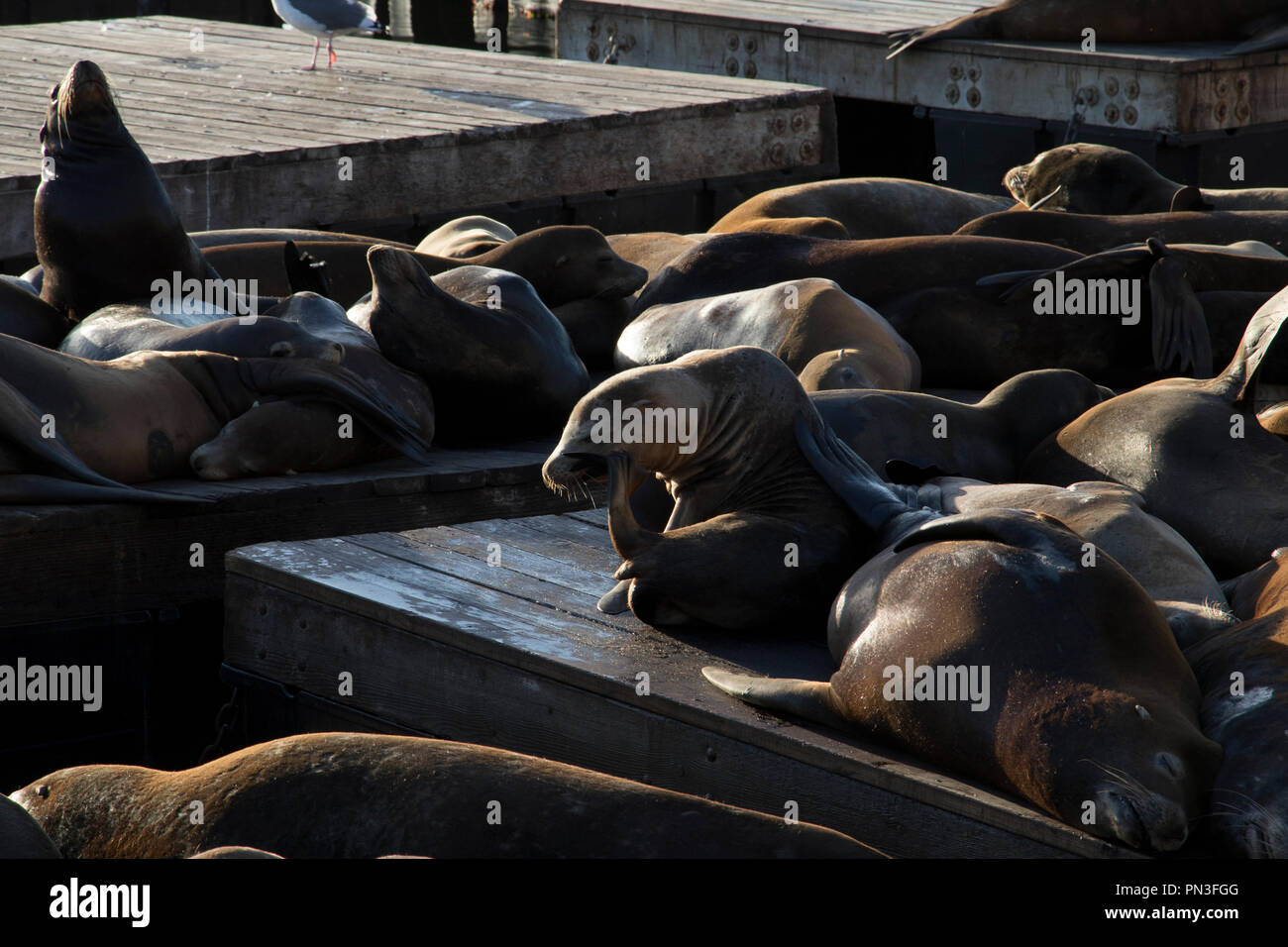 Seelöwen aalen sich in der Sonne in San Francisco. Stockfoto