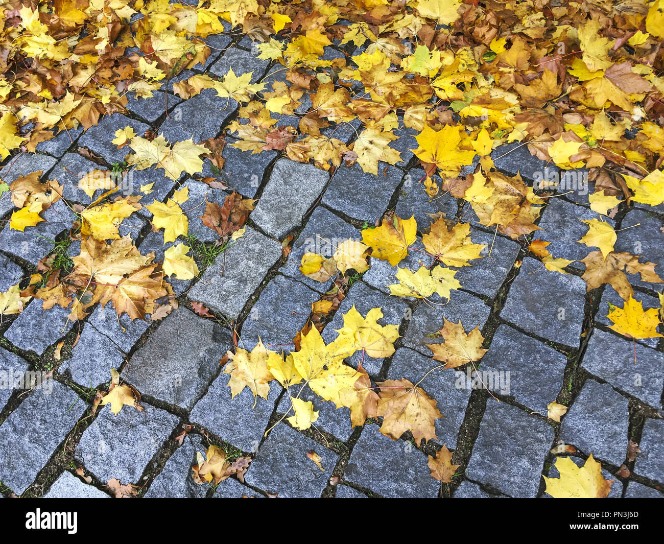 Nasse gepflasterten Gehweg mit gelben gefallenen Blätter im Herbst Stockfoto