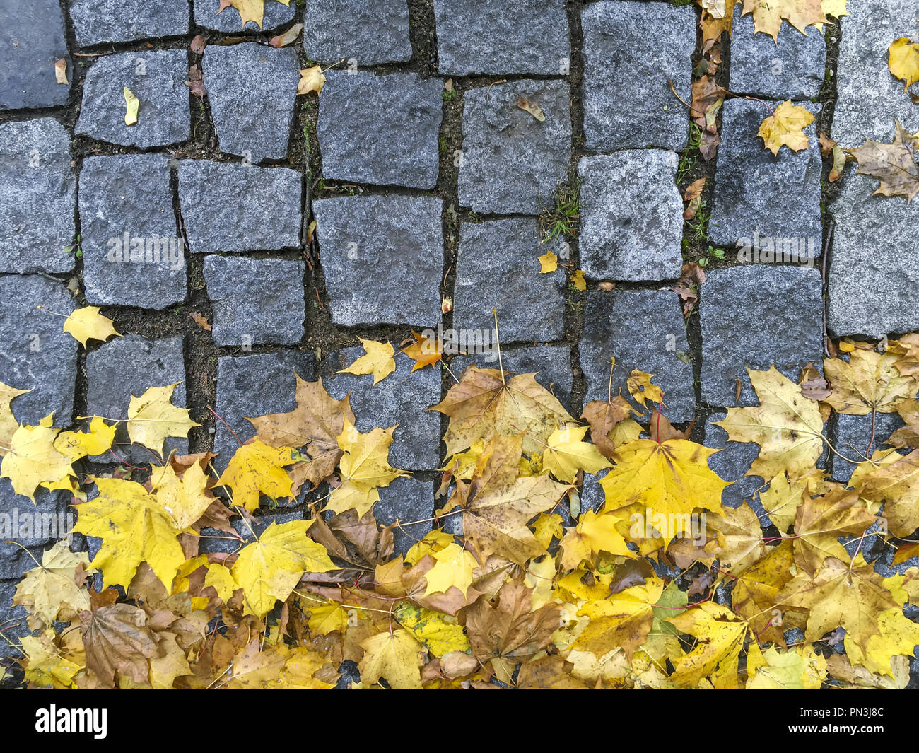 Gepflasterten Gehweg mit gelben Ahorn Blätter im Herbst. Detailansicht Stockfoto