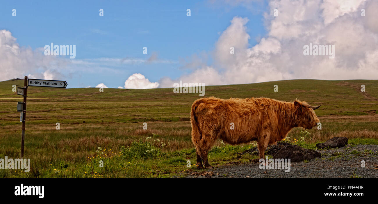 England, Natur, Kuh, auf dem Land, England, Yorkshire, Wiese, Weide, ländlichen, Reisen, Europa, Urlaub, Natur, Landleben, Kühe, Britischen, Dales, Scenic Stockfoto