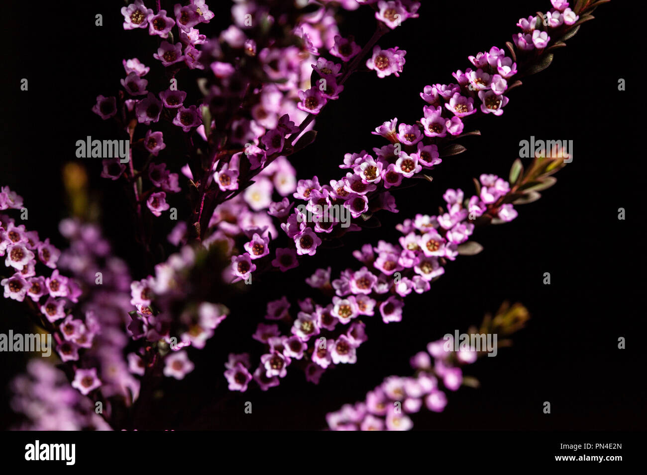 Chamelaucium uncinatum - Geraldton Wax - blühende Pflanze, endemisch in Western Australia auf schwarzem Hintergrund Stockfoto