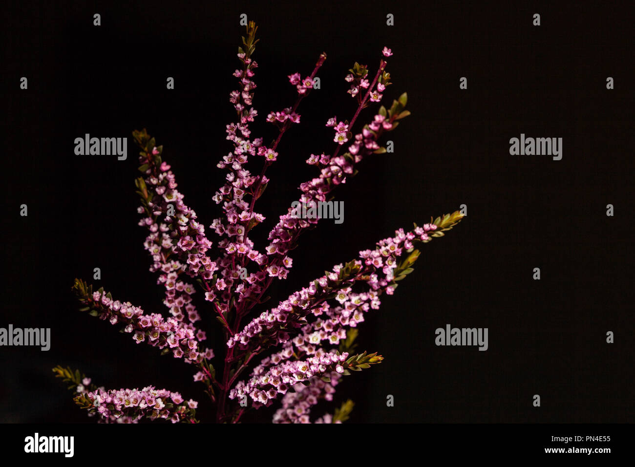 Chamelaucium uncinatum - auf schwarzem Hintergrund Stockfoto