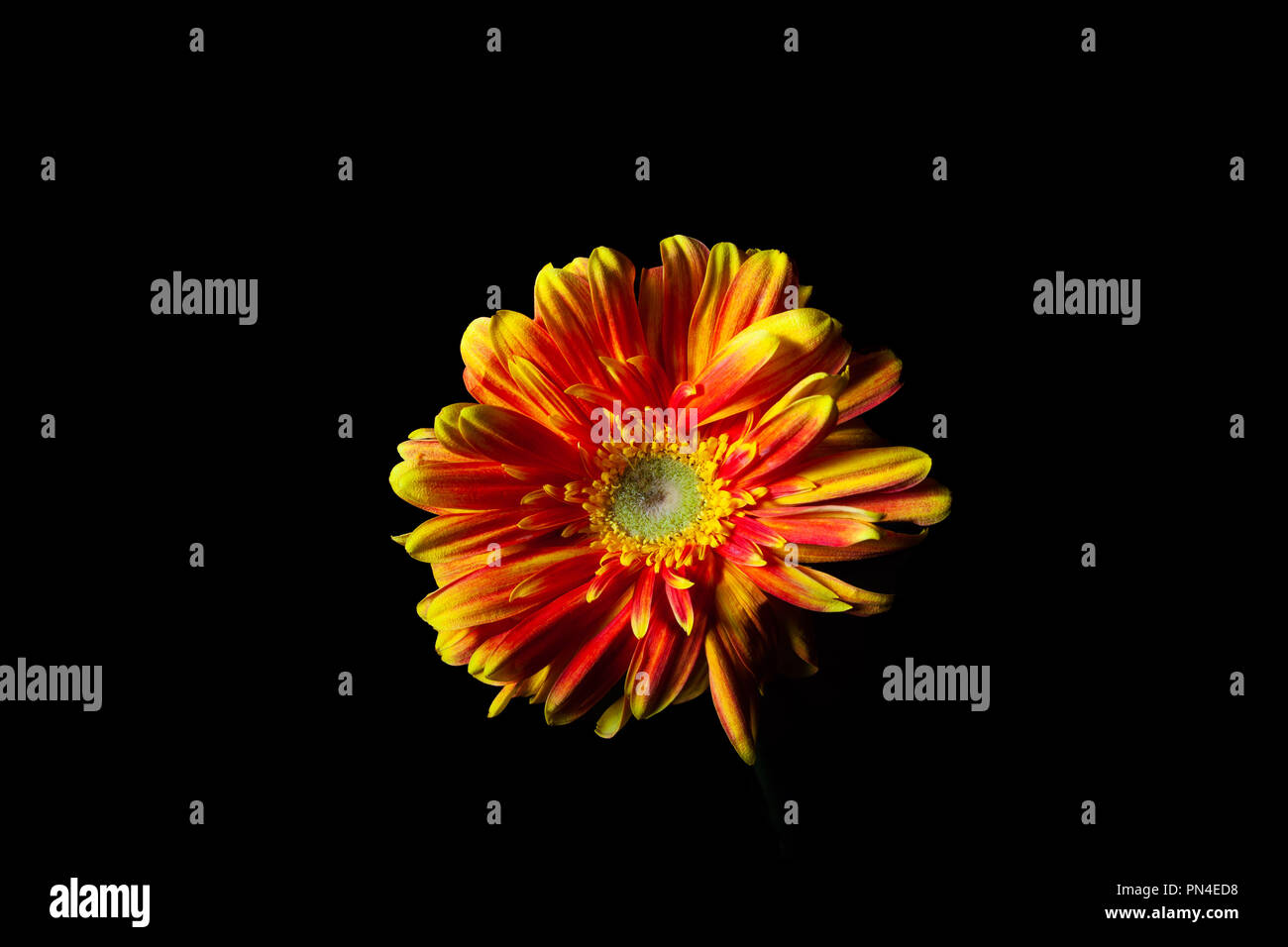 Rot Orange Gerbera daisy flower auf Schwarz Stockfoto