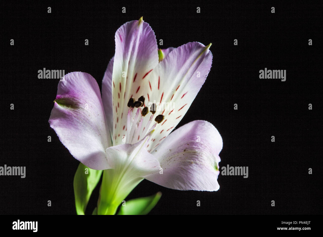 Peruanische Lilie Blume Kopf auf schwarzen Hintergrund mit Kopie Raum isoliert Stockfoto