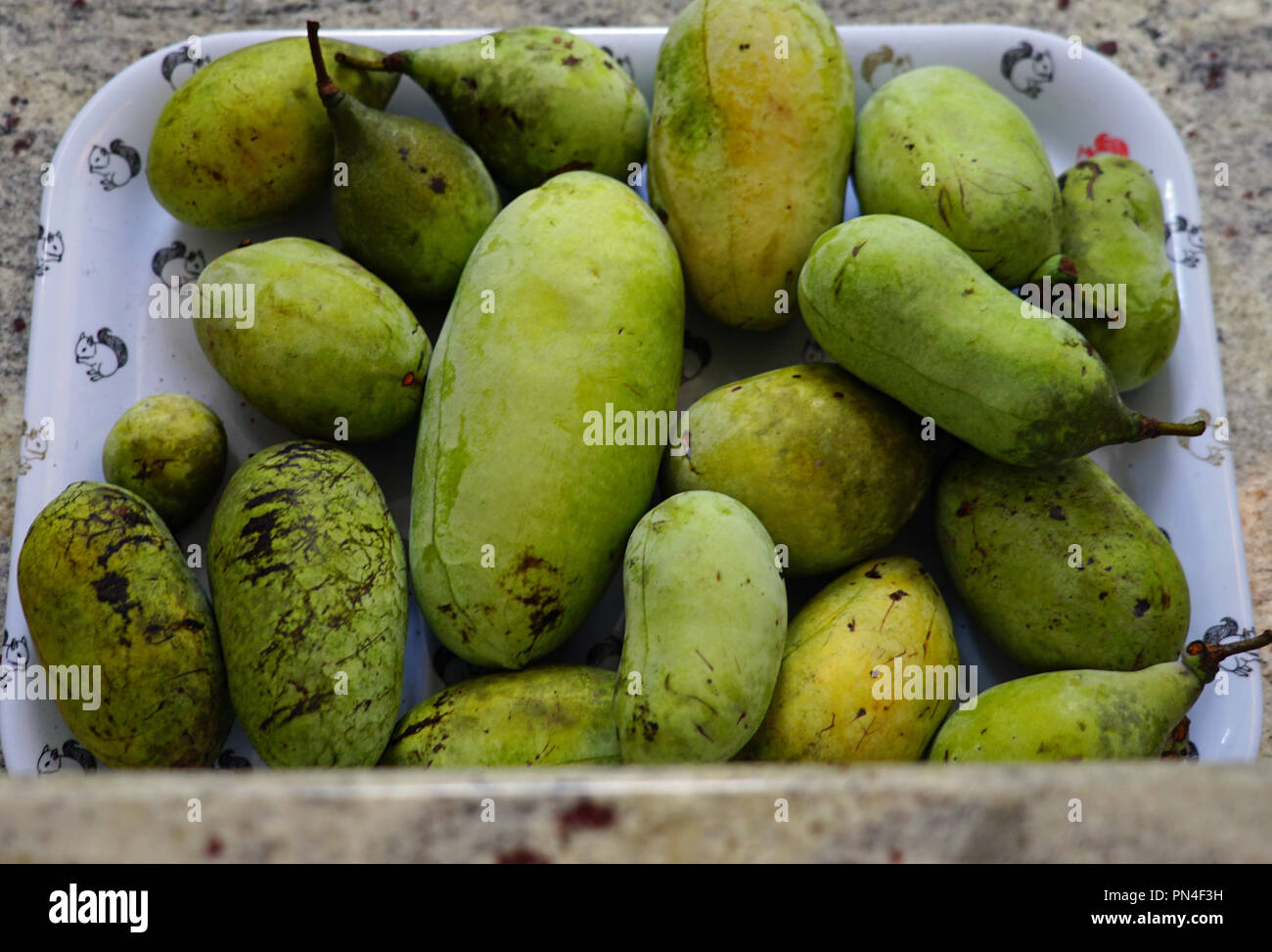 Reife Früchte der gemeinsamen Papaya-früchten (asimina triloba) Stockfoto