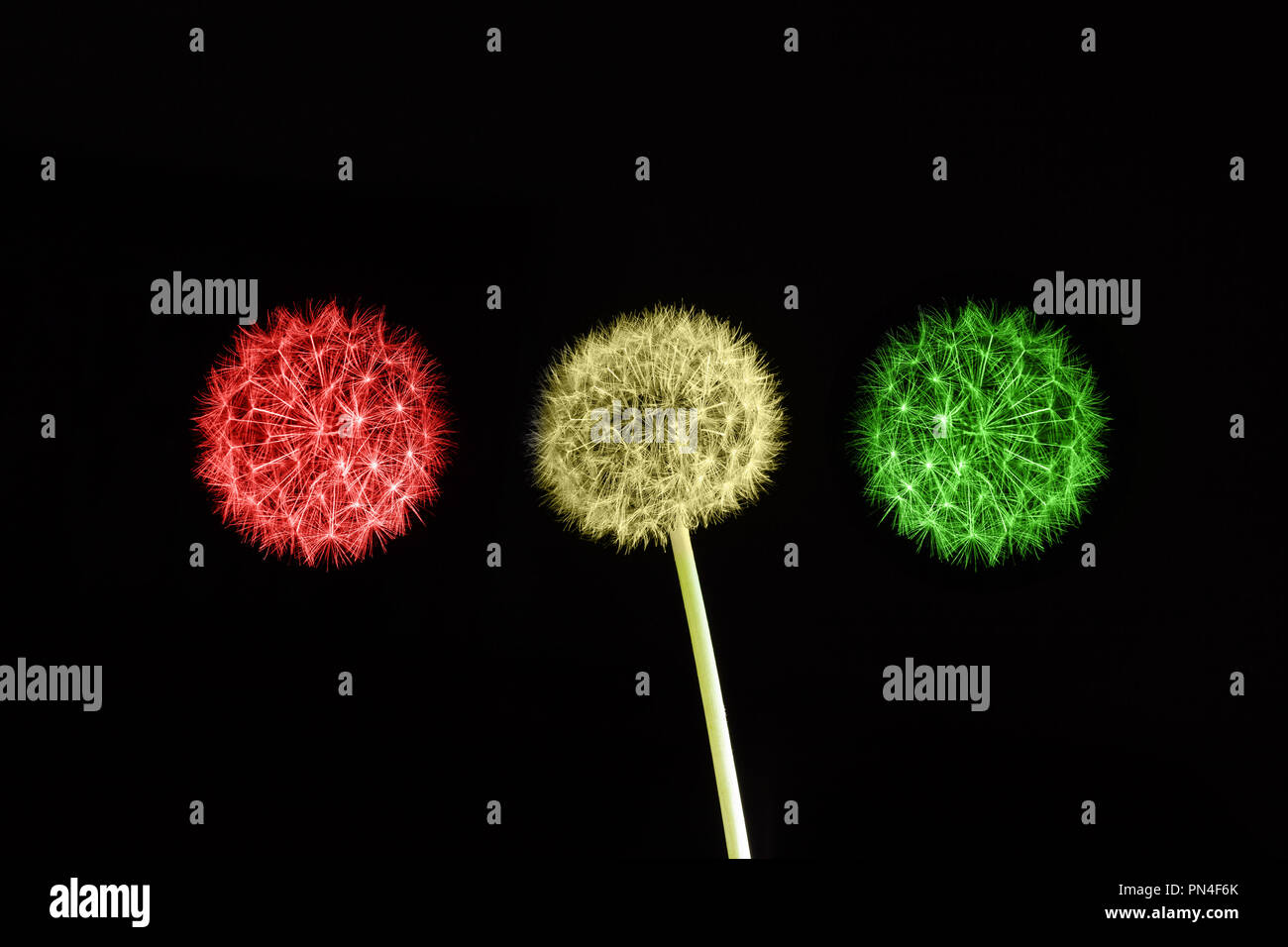 Ready set go-Ampel-Konzept mit Löwenzahn in Rot, Gelb und Grün mit Kopie Raum farbig dargestellt Stockfoto